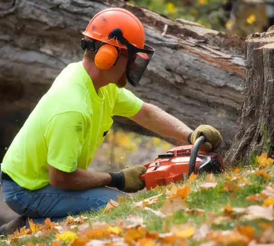 tree services Iron Station